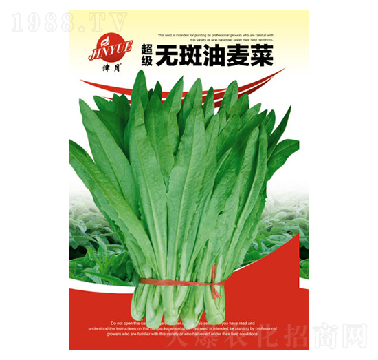 油麥菜種子-邯豐農業(yè)