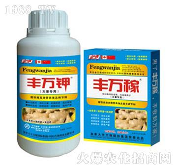 大姜專用液肥-抗病膨塊營(yíng)養(yǎng)增產(chǎn)化控劑-豐萬稼