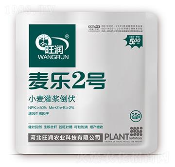 小麥灌漿倒伏-麥樂(lè)2號(hào)-旺潤(rùn)農(nóng)業(yè)