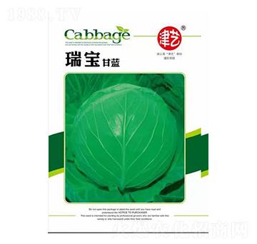 甘藍種子-瑞寶甘藍-邯豐農業(yè)