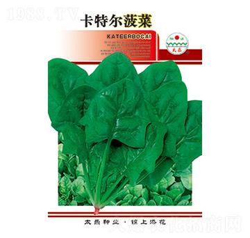 菠菜種子-卡特爾菠菜-太樂種業(yè)