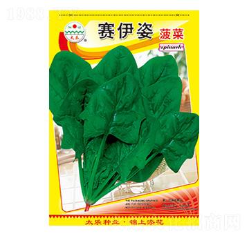 菠菜種子-賽伊姿菠菜-太樂種業(yè)