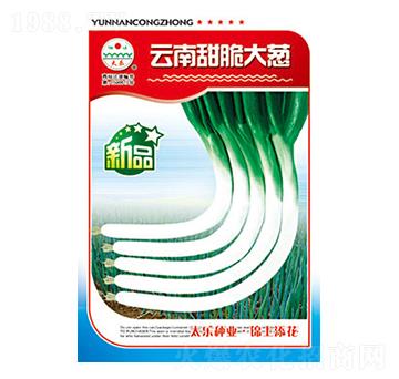 大蔥種子-云南甜脆大蔥-太樂種業(yè)