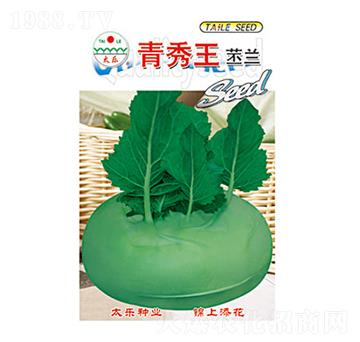 苤蘭種子-青秀王苤蘭-太樂種業(yè)