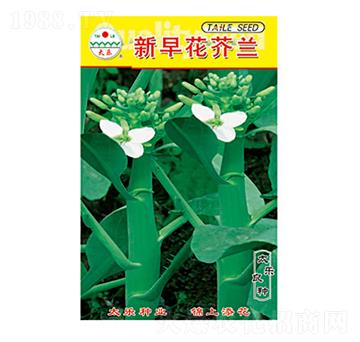 芥蘭種子-新早花芥蘭-太樂種業(yè)