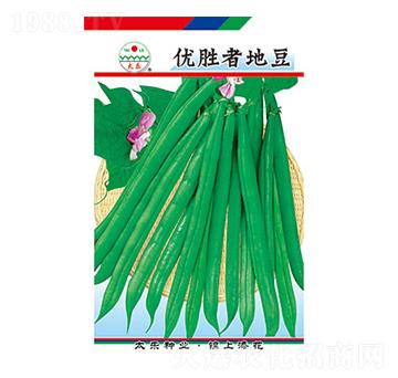 豇豆種子-優(yōu)勝者地豆-太樂(lè)種業(yè)