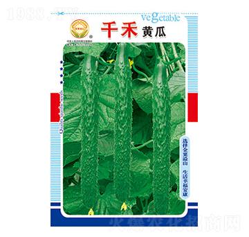 黃瓜種子-千禾黃瓜-太樂種業(yè)