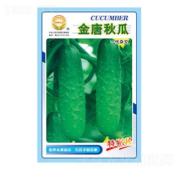 黃瓜種子-金唐秋瓜-太樂種業(yè)