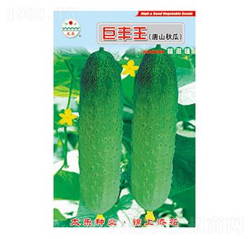 黃瓜種子-巨豐王-太樂種業(yè)