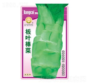 棒菜種子-板葉棒菜-太樂(lè)種業(yè)