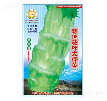 棒菜種子-特選花葉大棒菜-太樂種業(yè)