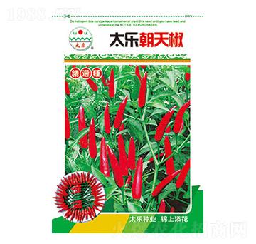 辣椒種子-太樂朝天椒-太樂種業(yè)