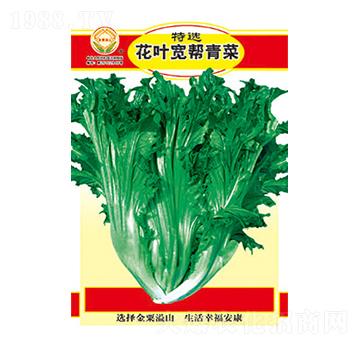 青菜種子-特選花葉寬幫青菜-太樂種業(yè)