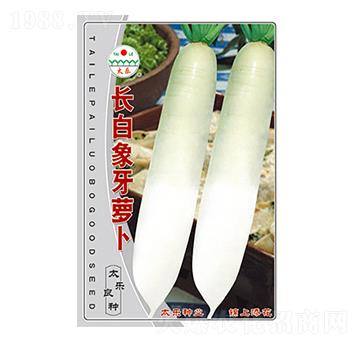 蘿卜種子-長白象牙蘿卜-太樂種業(yè)