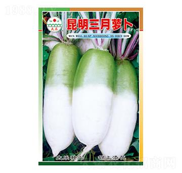 蘿卜種子-昆明三月蘿卜-太樂種業(yè)