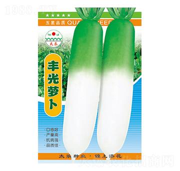 蘿卜種子-豐光蘿卜-太樂種業(yè)