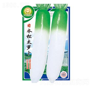 蘿卜種子-日本松太蘿卜-太樂種業(yè)