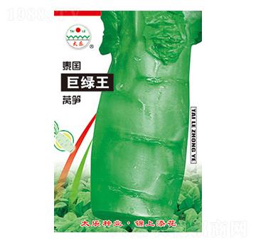 萵筍種子-泰國巨綠王-太樂種業(yè)