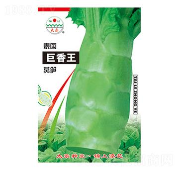 萵筍種子-泰國巨香王-太樂種業(yè)