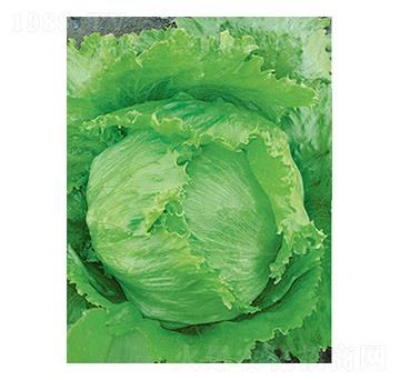 生菜種子-太樂種業(yè)