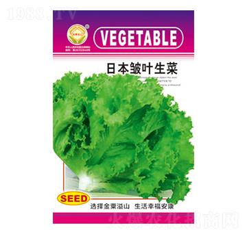 生菜種子-日本皺葉生菜-太樂種業(yè)