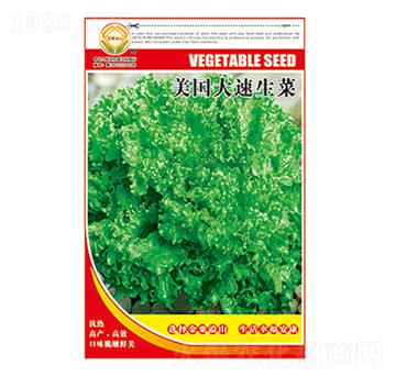 生菜種子-美國(guó)大速生菜-太樂種業(yè)