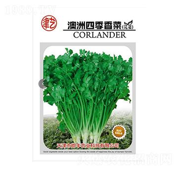 香菜種子-澳洲四季香菜-邯豐農(nóng)業(yè)