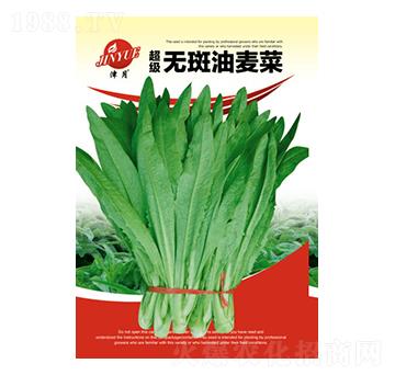 油麥菜種子-邯豐農業(yè)